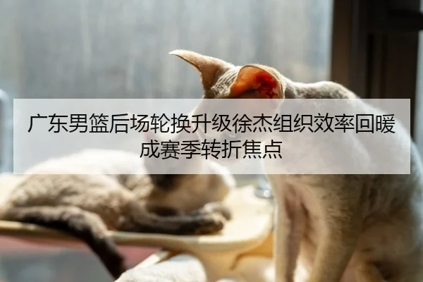 广东男篮后场轮换升级徐杰组织效率回暖成赛季转折焦点